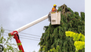 The Skill of Tree Maintenance: Useful Advice and Methodologies