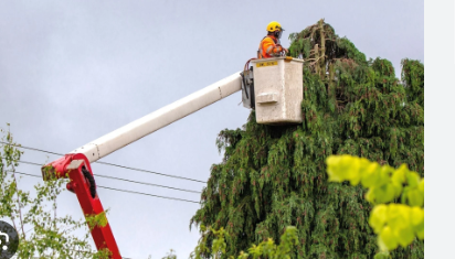 The Skill of Tree Maintenance: Useful Advice and Methodologies